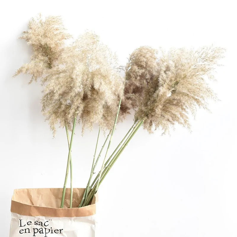 Dried Pampas Grass Home Decor Plant